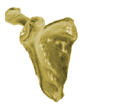 scapula3D