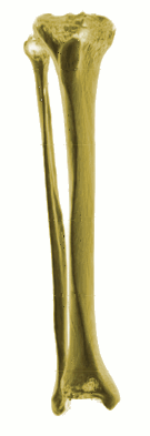 tibia_fibula3D